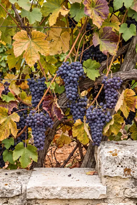 Աշնանային խաղող