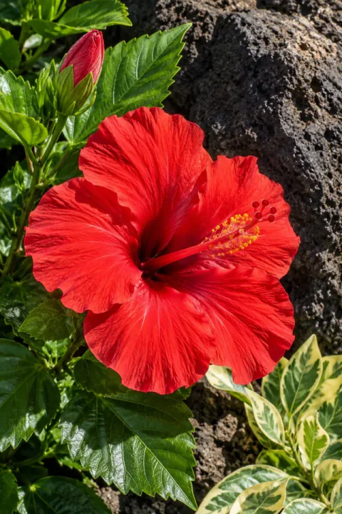 Skarlagensrød hibiskus ved basalt