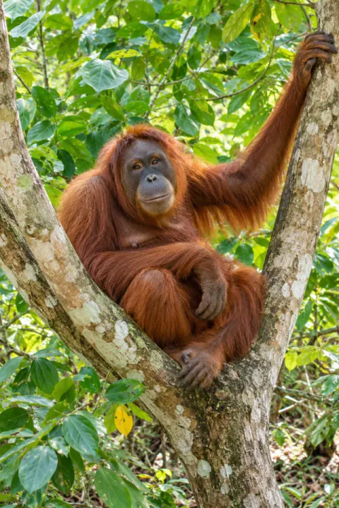 Orangutan en una capçada il·luminada pel sol