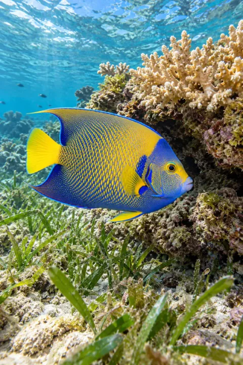 Peixe anxo nun arrecife verde