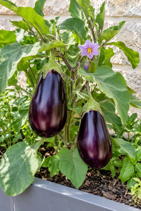 Vinete într-o jardinieră însorită