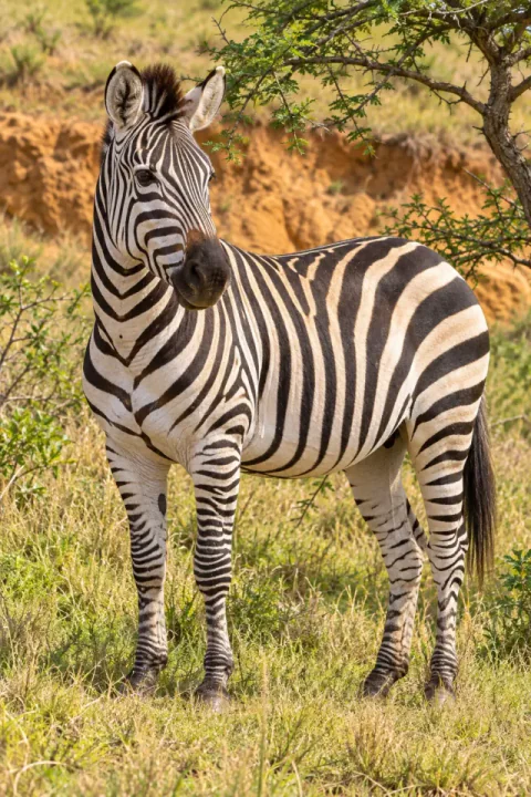Zebra na savana ensolarada